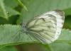 Pieris napi